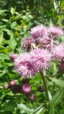 Василек подбеленный (Centaurea dealbata) - Василек подбеленный - Василек -  Многолетники - Каталог - LESKOVO-PITOMNIK.ru