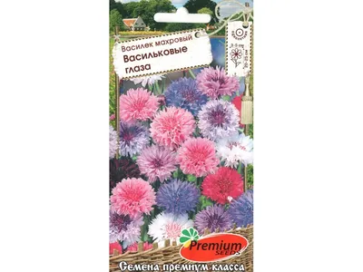 Цветы Василёк Красный Шар 0,5г однолетний Плазма - купить по выгодным ценам  в Москве и с доставкой по России