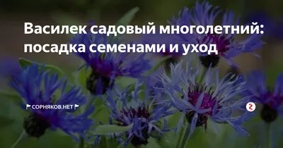 Василек — фото цветка, сорта многолетнего и однолетнего садового василька,  уход за васильком. | Любимые цветы