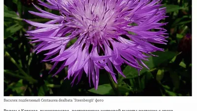 Василёк выбеленный (Centaurea dealbata) 300 руб, купить, фото, описание