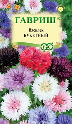 Василек многолетний, посадка и уход. Василек садовый многолетний: посадка,  уход, выращивание + фото