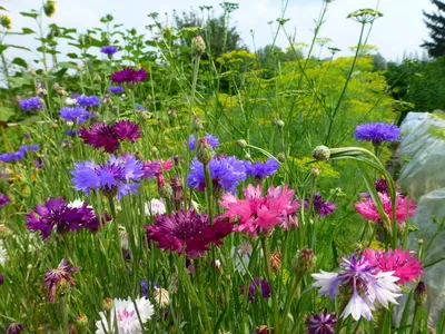 Василек — фото цветка, сорта многолетнего и однолетнего садового василька,  уход за васильком. | Любимые цветы