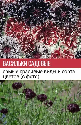 Василек белый горный многолетний купить в blumgarden.ru