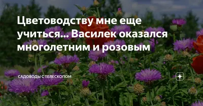 Василек многолетний Яркое солнышко – купить в Алматы по цене тенге –  интернет-магазин Леруа Мерлен Казахстан