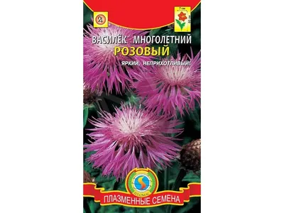 Василек Обыкновенный Крупноголовый – купить саженцы в интернет-магазине  Лафа с доставкой по Москве, Московской области и России