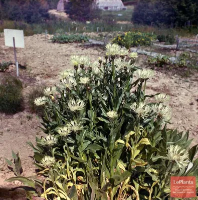 Василек Фишера (Centaurea fischeri) — описание, выращивание, фото | на  LePlants.ru