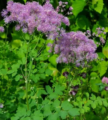 Василистник водосборолистный - Василистник - GardenPlants