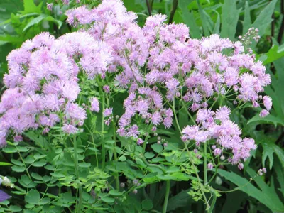 Василистник рохебрунский Thalictrum aquilegifolium - купить сорт в  питомнике, саженцы в Санкт-Петербурге