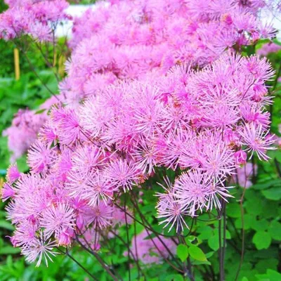 Василистник (василисник): виды, описание, фото, посадка, уход | Perennial  plants, Thalictrum black stockings, Perennials