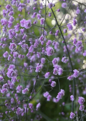 Василистник Делавея Hewitt's Double Thalictrum delavayi Hewitt's Double -  купить сорт в питомнике, саженцы в Санкт-Петербурге