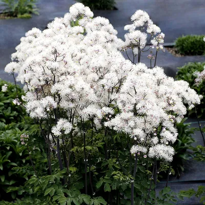 Василистник водосборолистный Thalictrum aquilegifolium