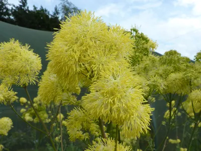 Василистник водосборолистный (Thalictrum aquilegifolium L.)