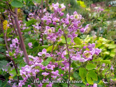 Василистник : Thalictrum flavum-Василистник желтый