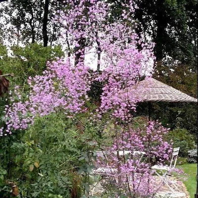 Василистник 'Splendide White' (Thalictrum 'Splendide White')