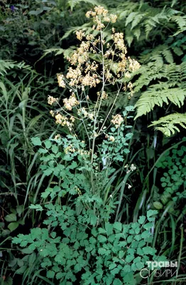 Василистник (Thalictrum delavayi) 690 руб. AGRO48432