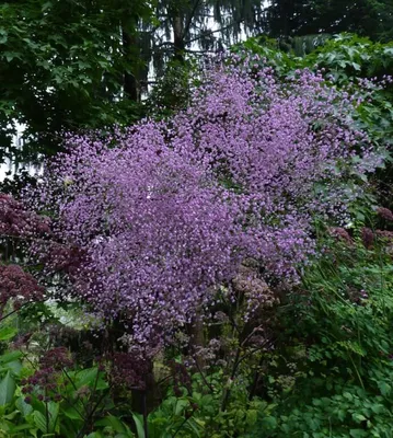 Василистник Делавея (Thalictrum delavayi hinckleyi)