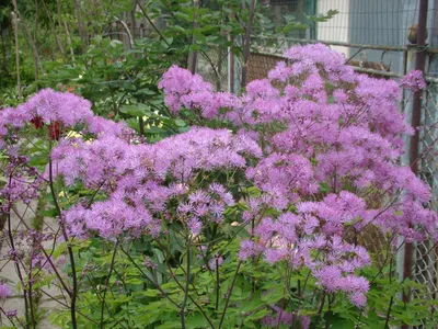 Василистник водосборолистный Thalictrum aqueltgifolium - купить сорт в  питомнике, саженцы в Санкт-Петербурге