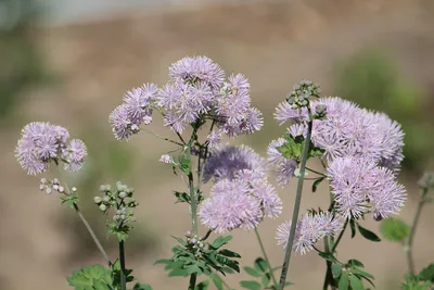 Купить Василистник Nimbus pink (Водосборолистный) в Москве | Greendacha