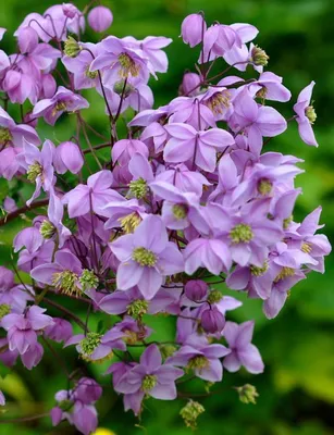 Василистник альпийский (Thalictrum alpinum)