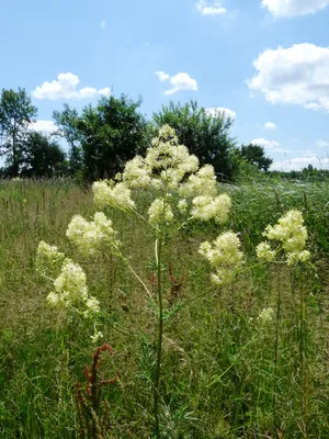 Василистник водосборолистный (Thalictrum aquilegifolium) - Василистник  водосборолистный (Thalictrum aquilegifolium)