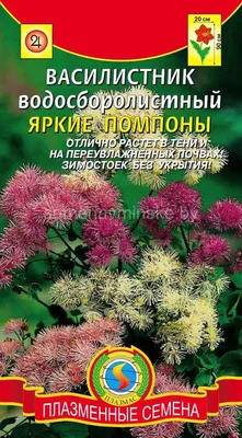 Василистник двукрылоплодный, Thalictrum dipterocarpum, лавандовый, h100 см,  С3 | СадПарад