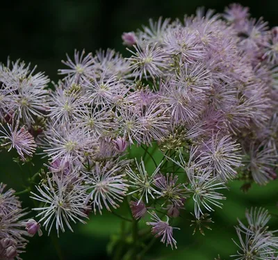 Василистник Делавея - Василистник - GardenPlants