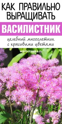 Василистник делавея 45.00грн - Купить Василистник на Ботанике