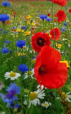 небо, облака, мак, маки, цветы, букет, васильки, трава, поле, рука,  зеленый, голубой, белый, красный Stock Photo | Adobe Stock