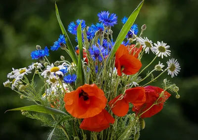 Маки Васильки Полевые Цветы - Бесплатное фото на Pixabay - Pixabay