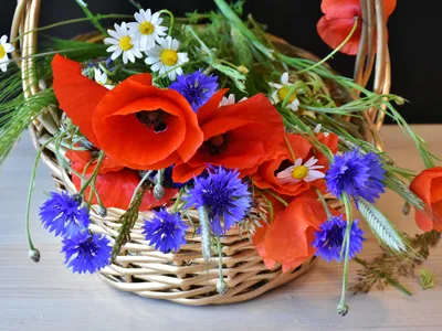Полевые Цветы Васильки Маки - Бесплатное фото на Pixabay - Pixabay