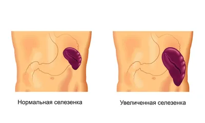 Ветеринария Сумщины - Удаление зубов