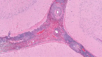 Васкулит у собак на ушах и коже - Veterinar-Dermatolog