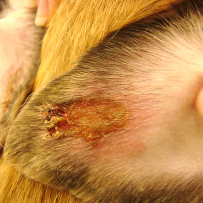 Васкулит у собак — виды, способы лечения и профилактики
