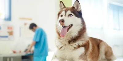 Лептоспироз у собак — диагностика и лечение заболевания