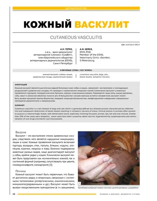 Лечение васкулита у собак: симптомы, диагностика, причины и эффективные  методы
