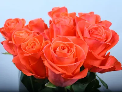 Купить розы Вау (Россия) оптом в СПб недорого