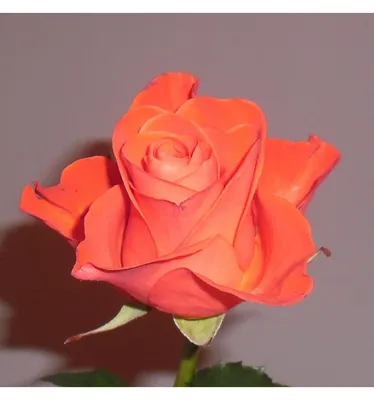 Розы в Белгороде - Роза \"Вау\" | Доставка букетов в Белгороде