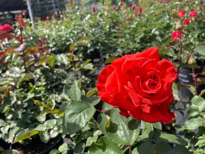 Роза Вау (Однолетний, ЗКС) - купить Розы чайно-гибридные в Киеве и Украине,  выгодная цена Роза Вау в интернет-магазине Agrostore ТМ (Агростор)