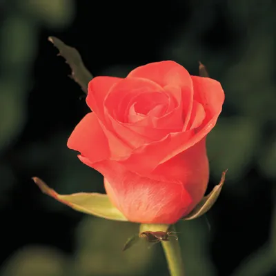 Роза Вау | Мокшанские розы
