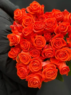 Букет 35 роза Россия Илиос Вау Изабель — купить в Екатеринбурге