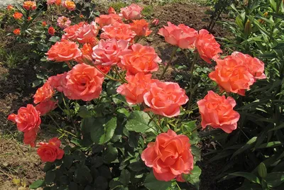 Роза чайно-гибридная Вау – купить в питомнике Дирижер Сада