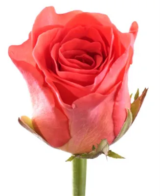 Букет роз \"Вау\"51 шт - купить по цене руб с доставкой по Воронежу: недорого  заказать на сайте Цветочный магазин Океан цветов