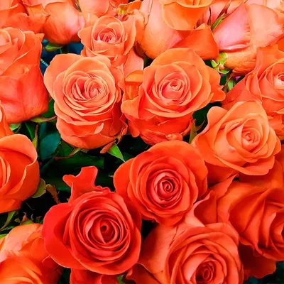 Букет из 51 длинной оранжевой розы | доставка по Москве и области