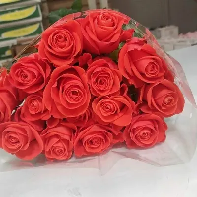 Вау, роза России 70 см купить в Перми. Цена 150 руб.