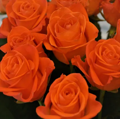 А) 21 Роза \"Вау\" 40 см и скидки в интернет магазине цветов Роз Новоросс