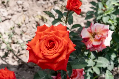 Роза Wow (Вау) – купить саженцы роз в питомнике в Москве