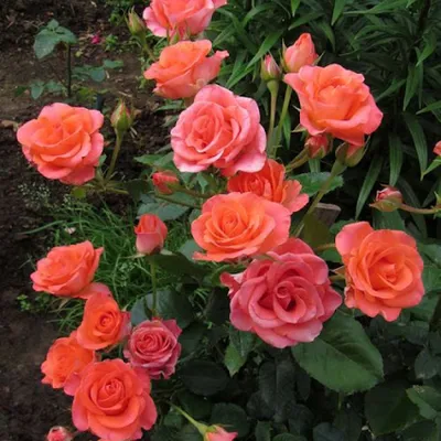 Роза Вау (Однолетний, ЗКС) - купить Розы чайно-гибридные в Киеве и Украине,  выгодная цена Роза Вау в интернет-магазине Agrostore ТМ (Агростор)