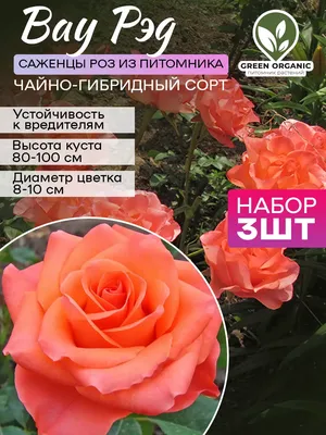Роза Вау - купить в Дмитрове, Москве и Московской области по низкой цене