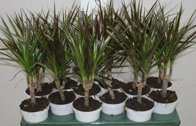 Драцена маргината высотой 200см в горшке (Dracaena marginata) купить с  доставкой в СПб