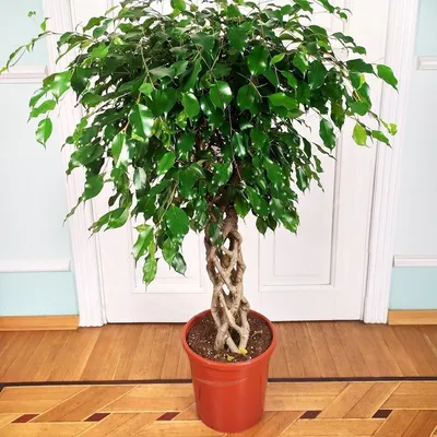 Фикус бенджамина переплетенный гигант высотой 130см в горшке (Ficus  benjamina exotica twist) купить с доставкой в СПб